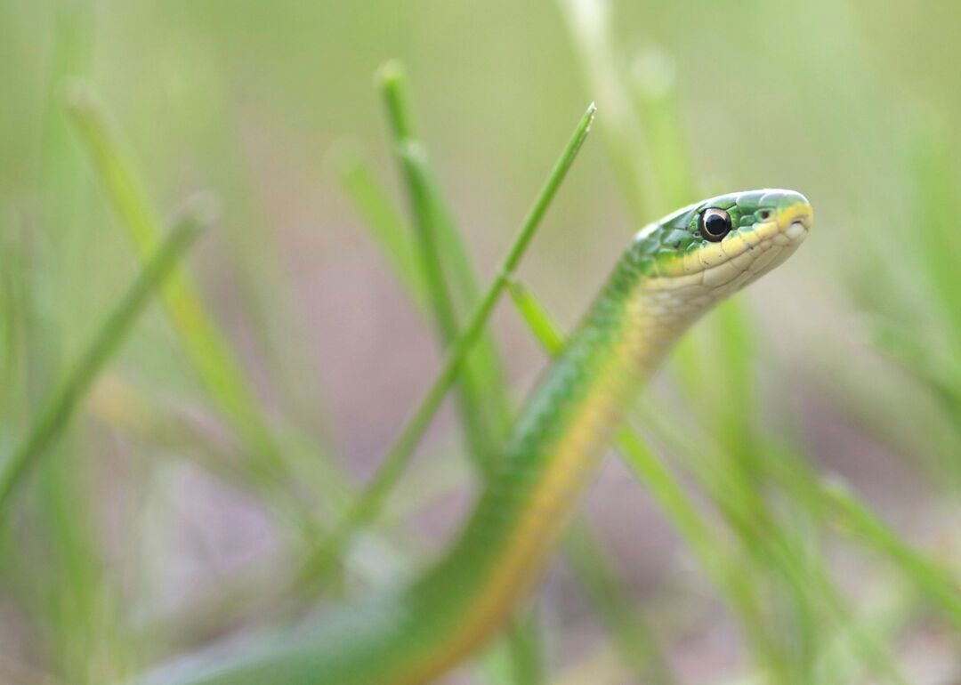 Answer #12: What is a snake?
